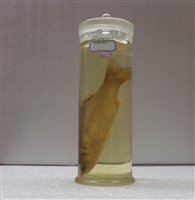 藏品(鯔)的圖片